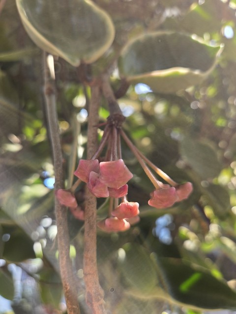 daphnes, menispermaceae Hintergrundbilder