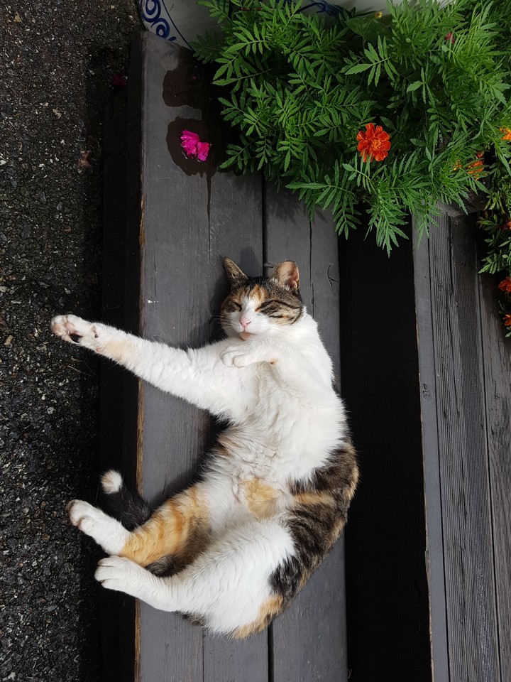 고양이
