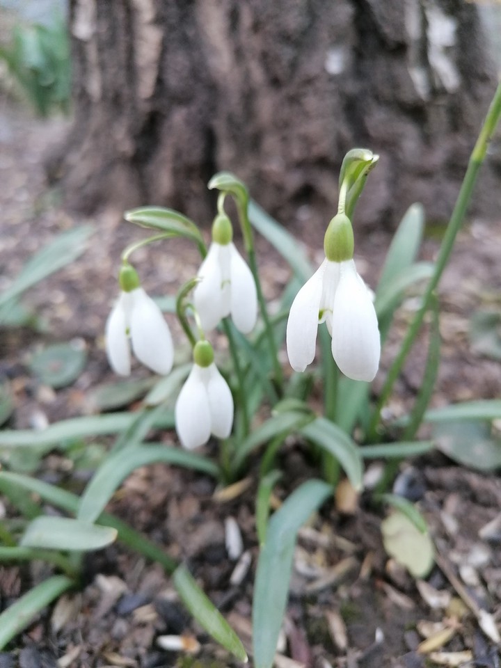 "Winterflower"