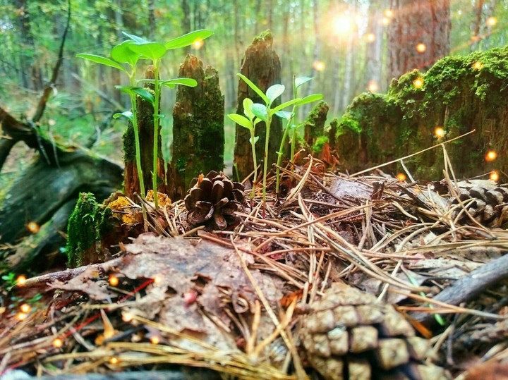 Fairy forest