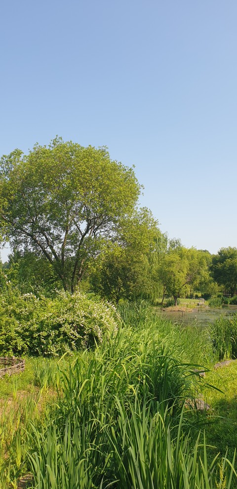 Green, Grass, Nature