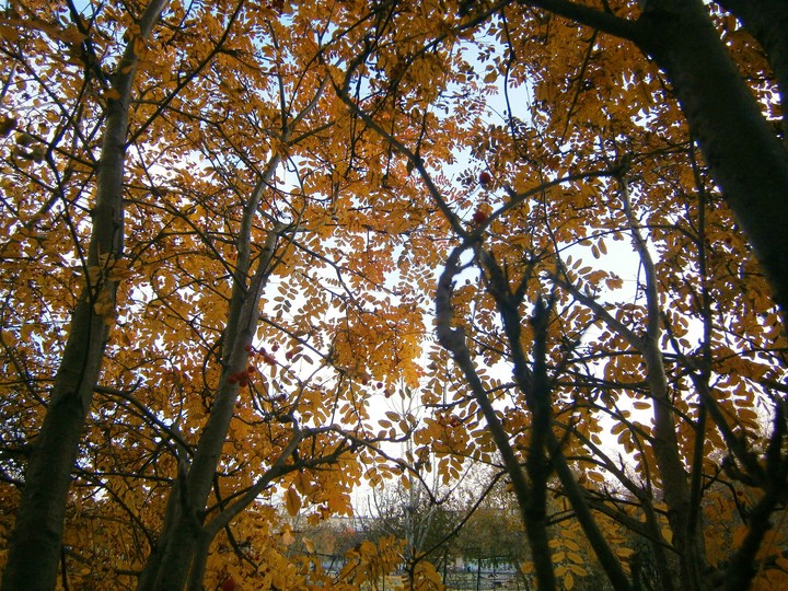autumn