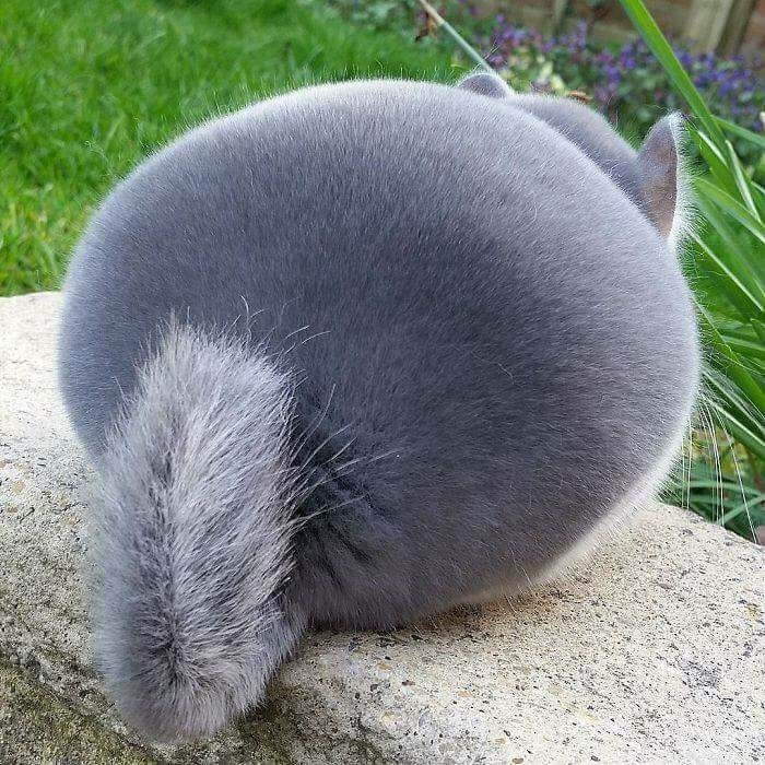 Chinchilla