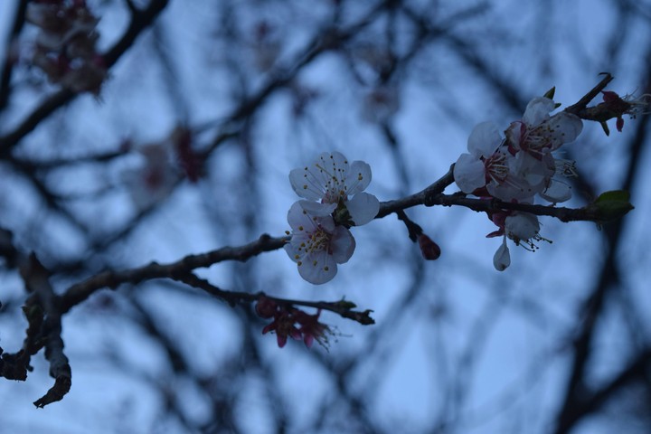 flowery