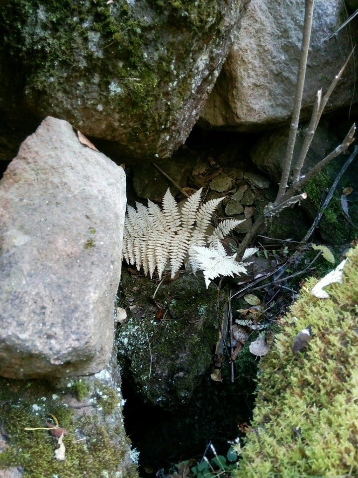 white fern