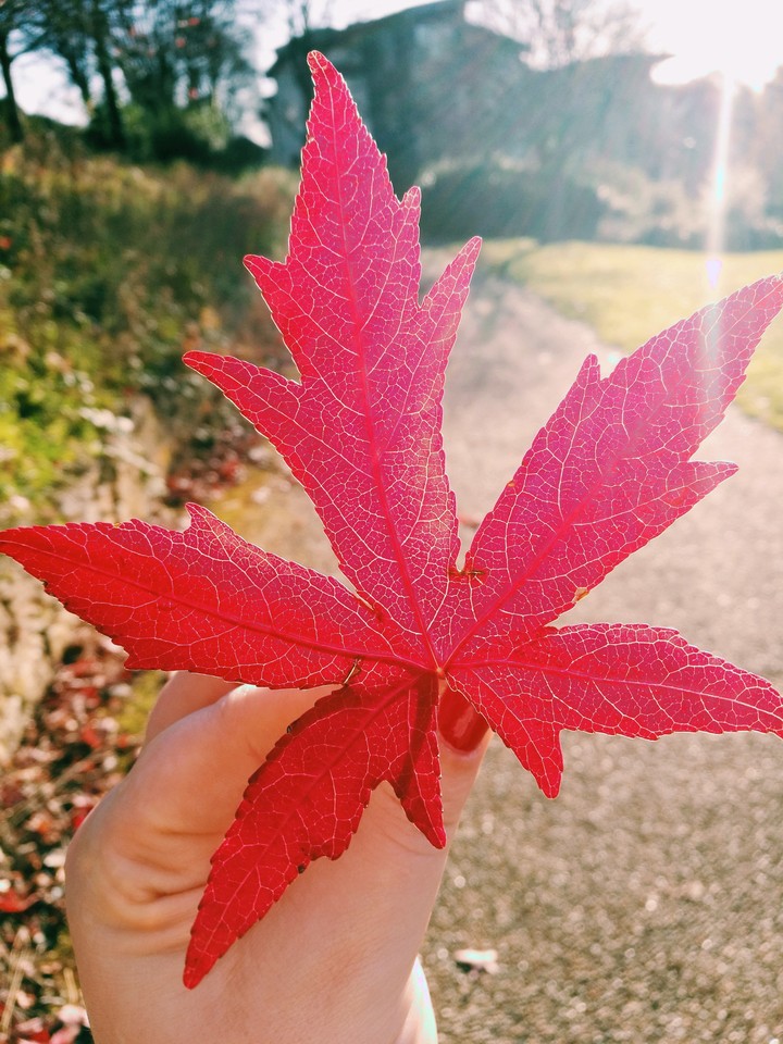 leaf
