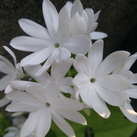 hình nền tuberose, petal