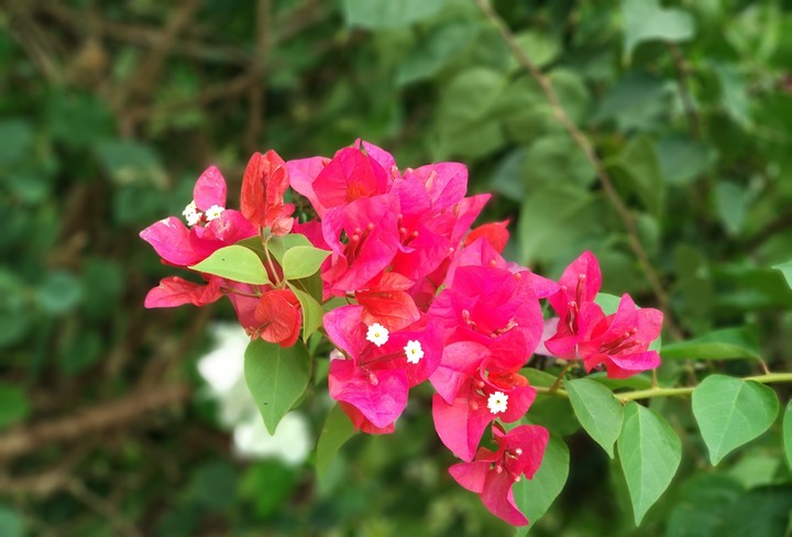 gardens