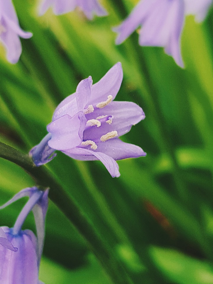Little flower!