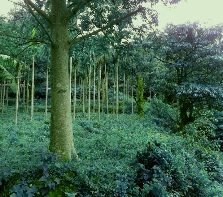 forest