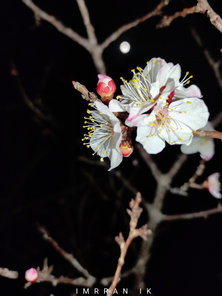 NATURE BEAUTY