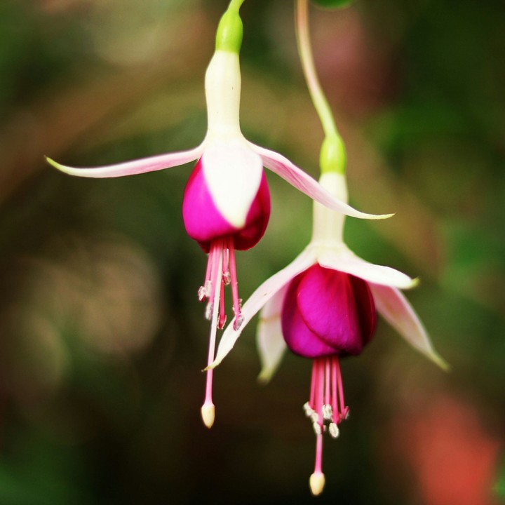 A twin flower..