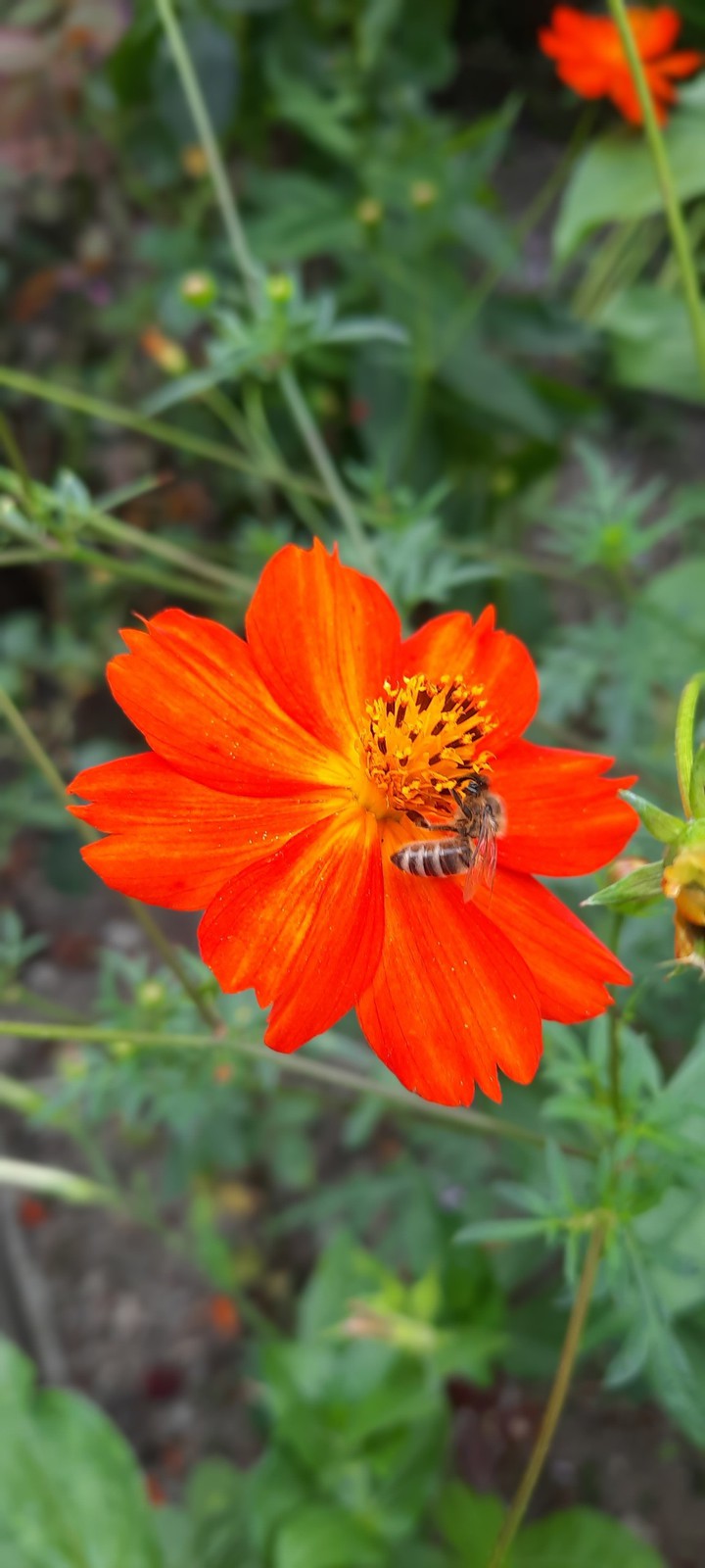 bee?