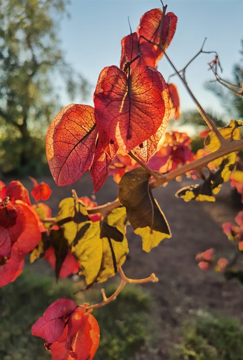 Bougainvillea