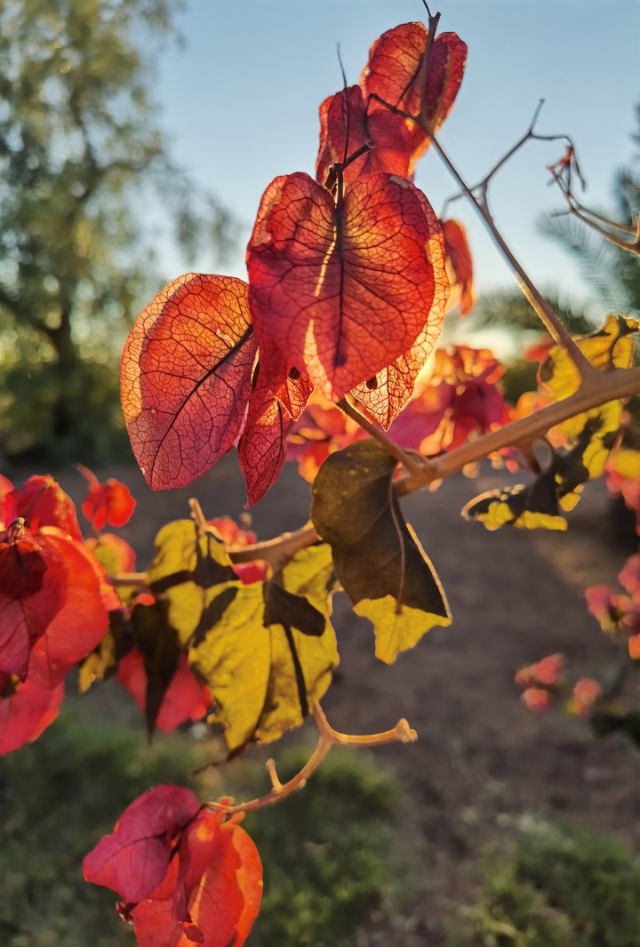 Bougainvillea
