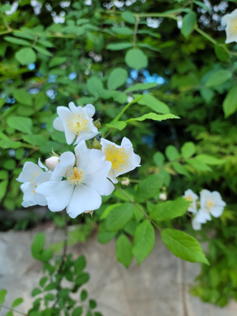 обои dog-rose, flower