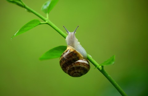 Close-up, Snail wallpapers