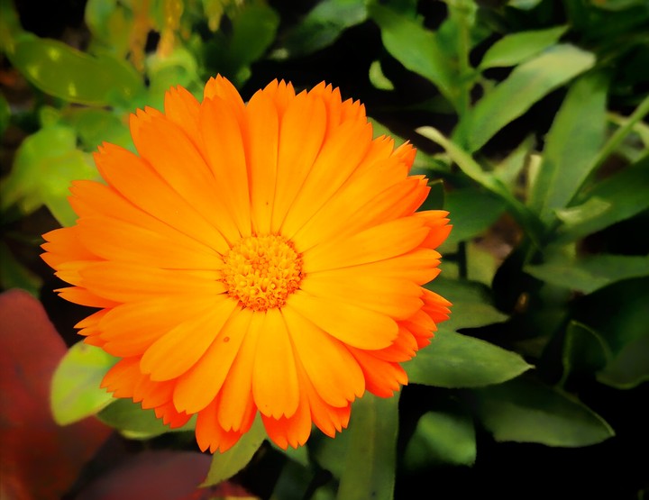 flower