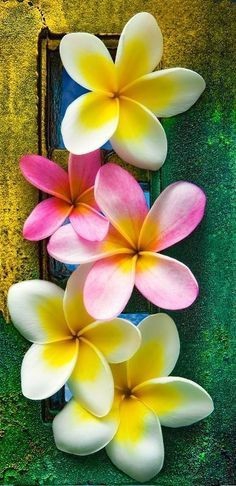 Flowers