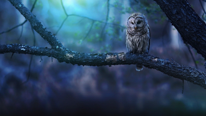 Owl