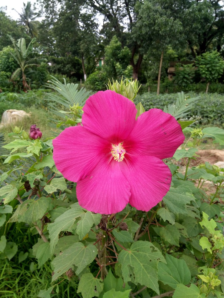 flower