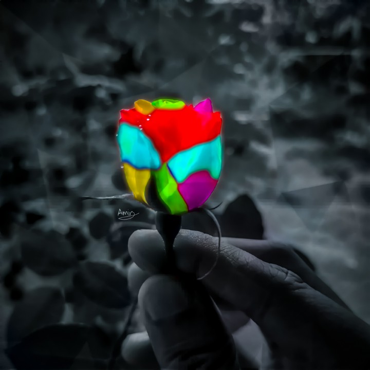 colorful Rose