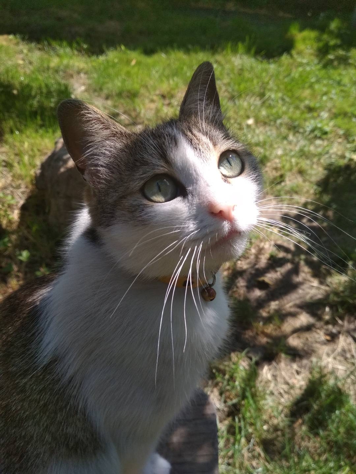 cat