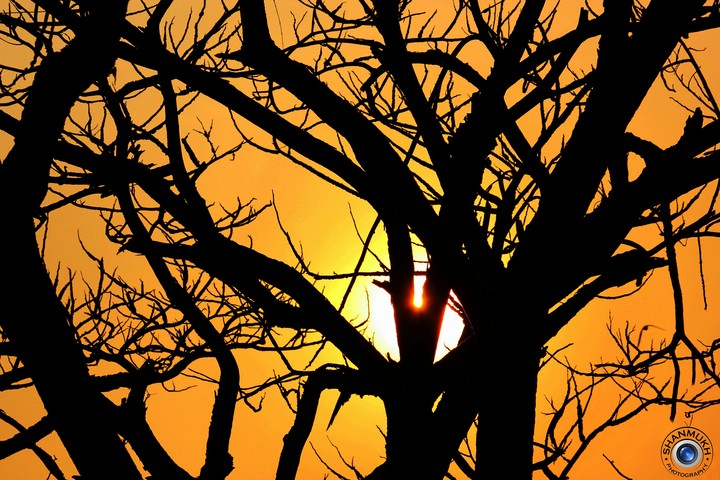 Sunset Silhouette