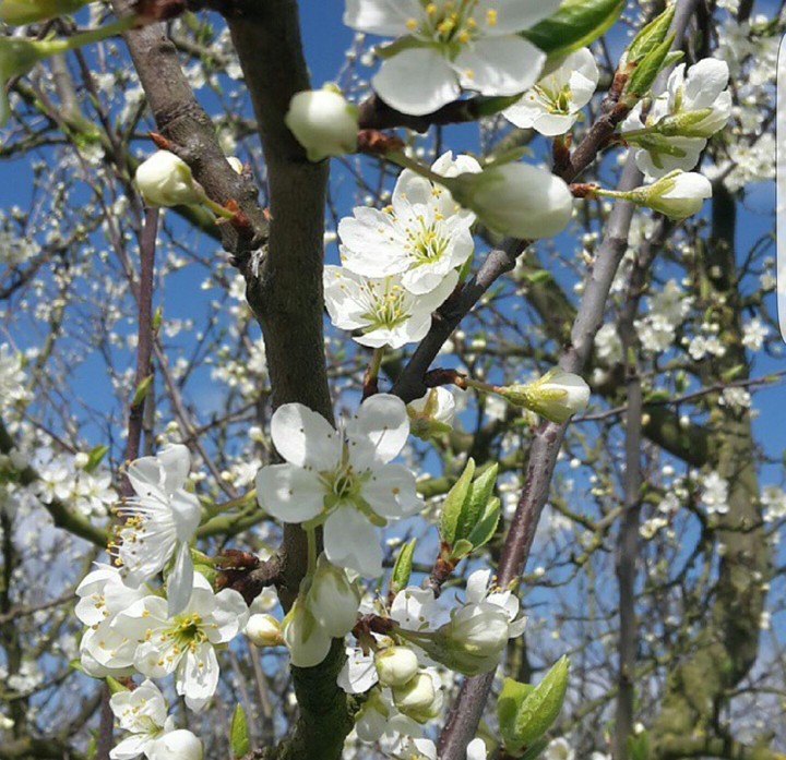 white flower
