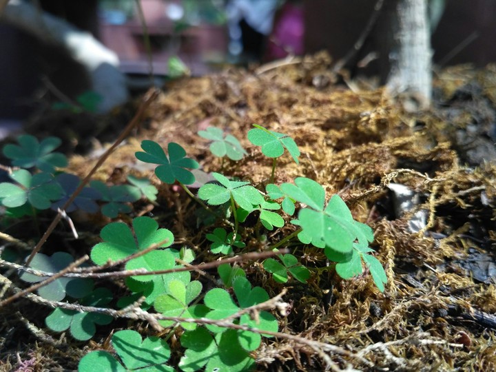 green plant