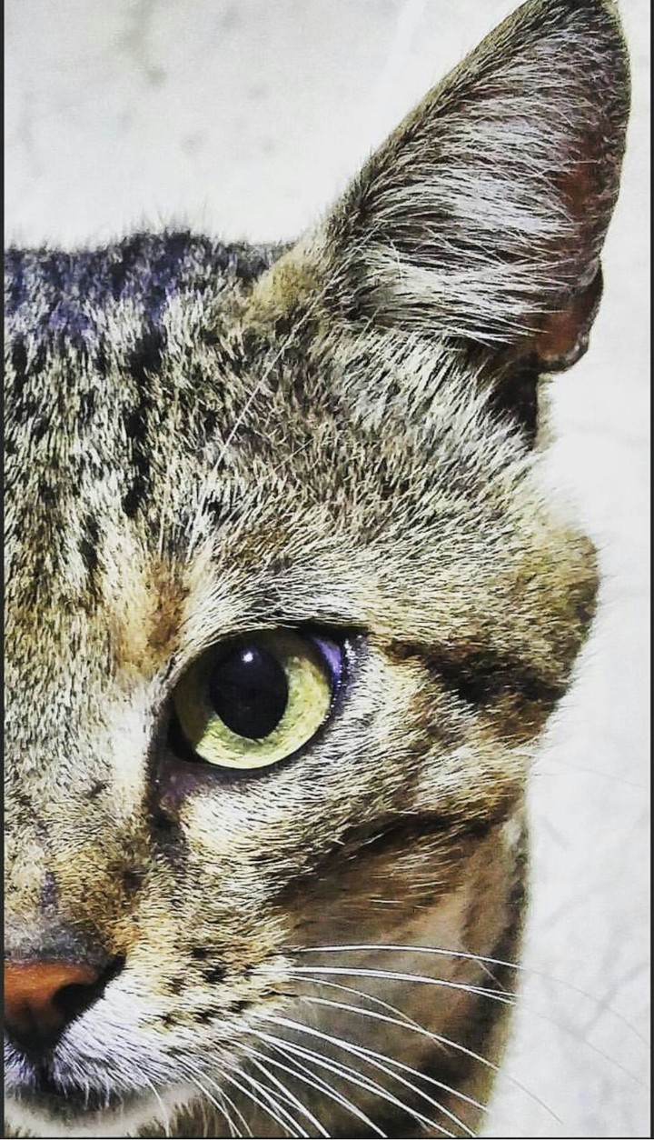 beauty of cat eye
