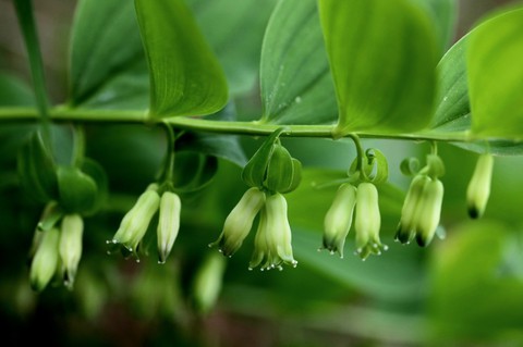 plant, flower Hintergrundbilder