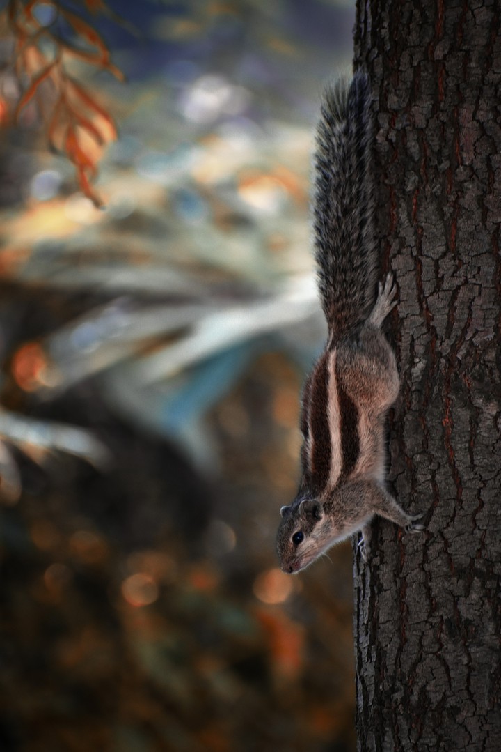 tiny squirrel