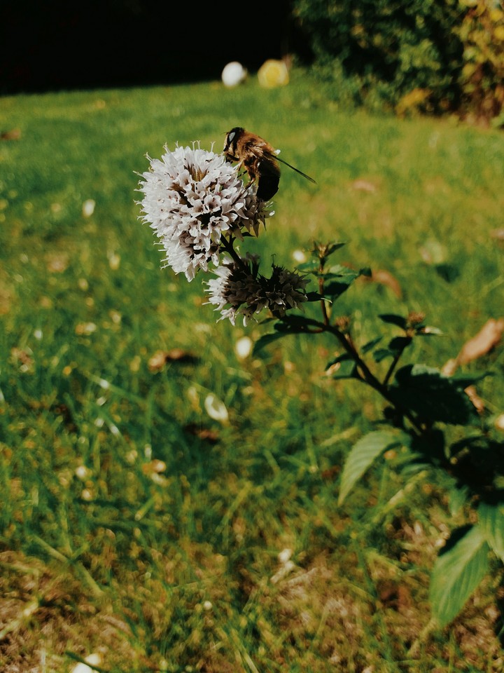 l'abeille butine 2!