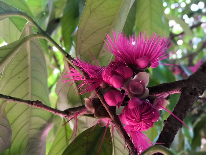 flower of the chamba