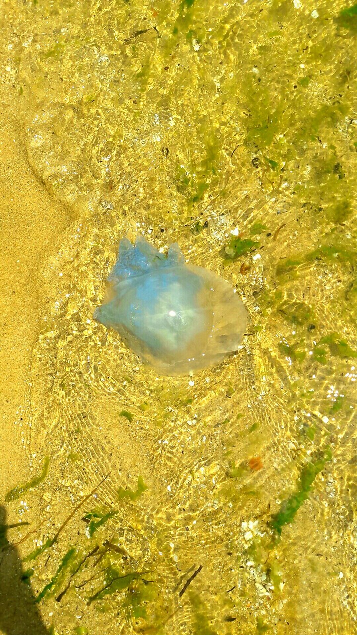 jellyfish
