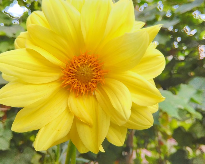 yellow flower
