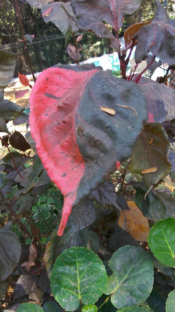 It's amazing leaf .... Two colour