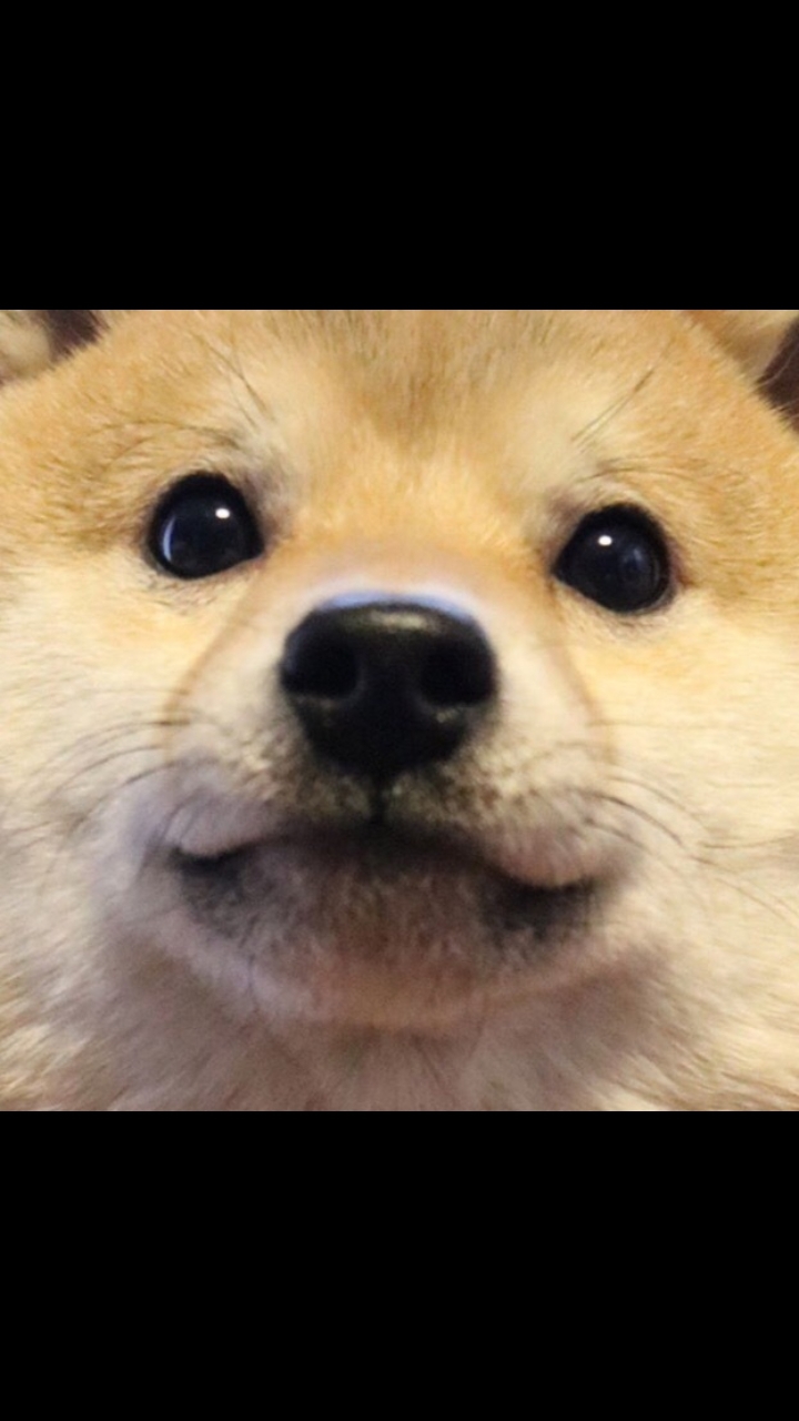 cute dog