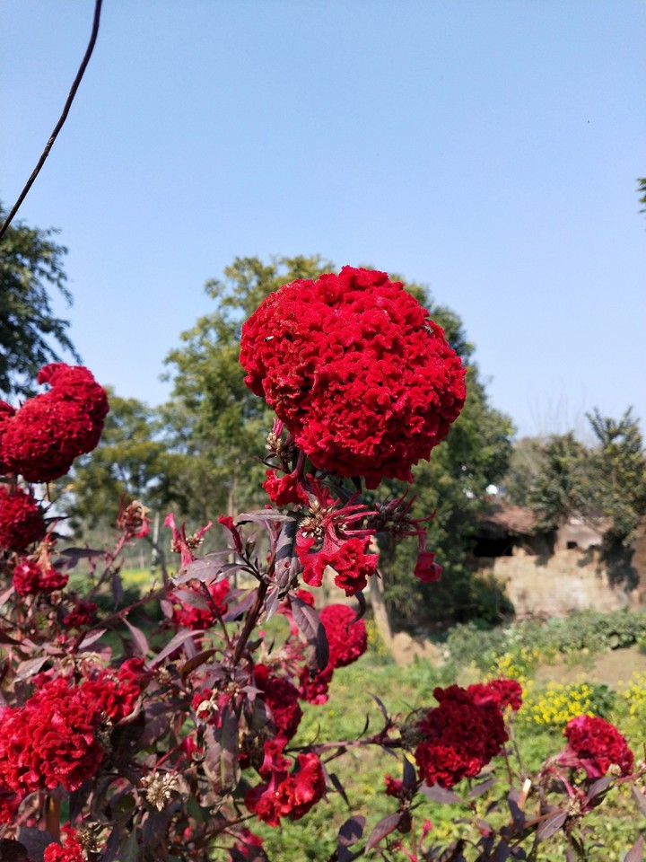 Murga Kalgi flower