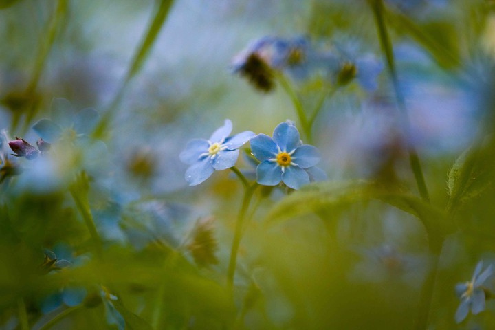 Myosotis_Незабудка