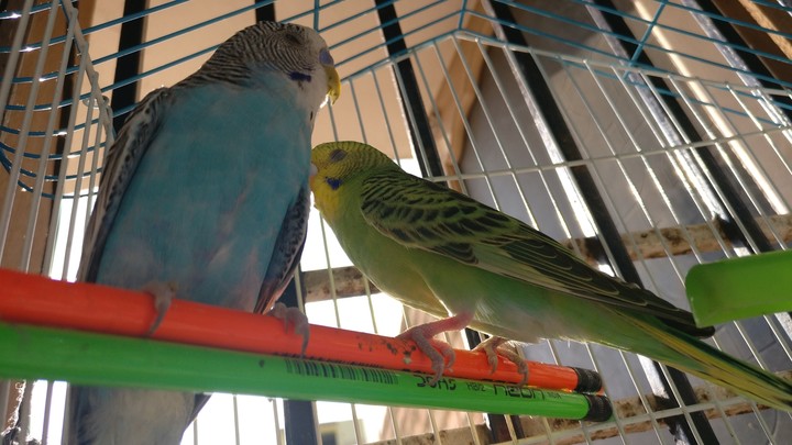 #parakeets #sweet