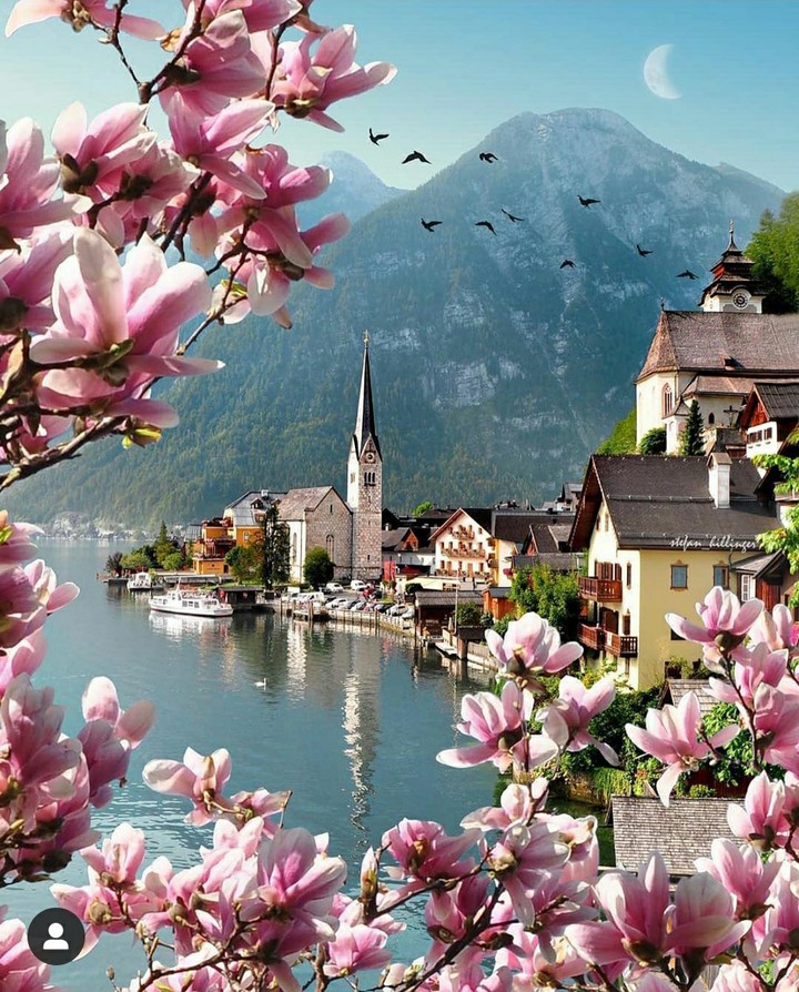 blooming morning