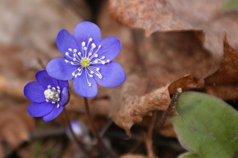 plant, wildflower wallpapers