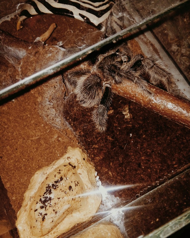 spider