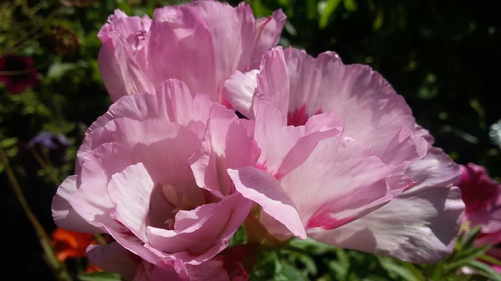 flower
