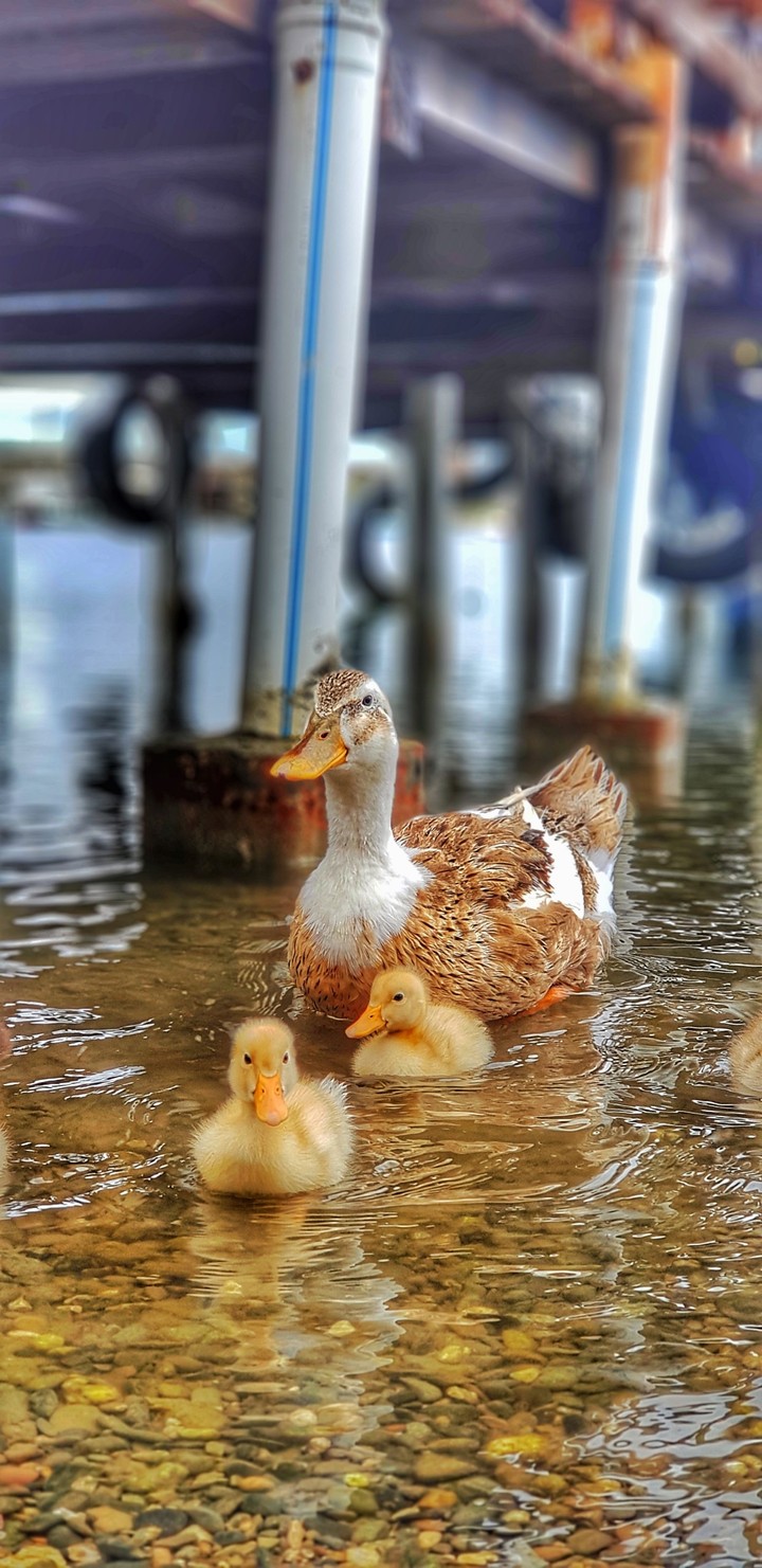 duck