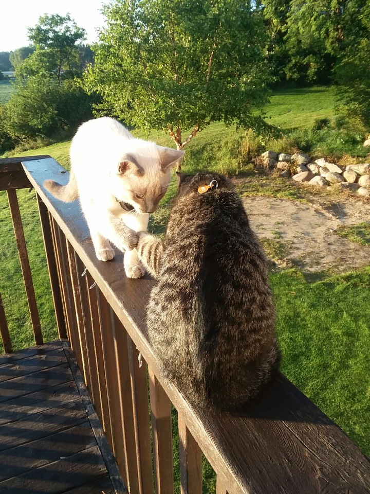 brotherly pawshake