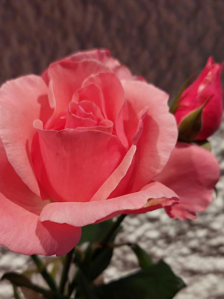 Le mie ultime rose del 2021