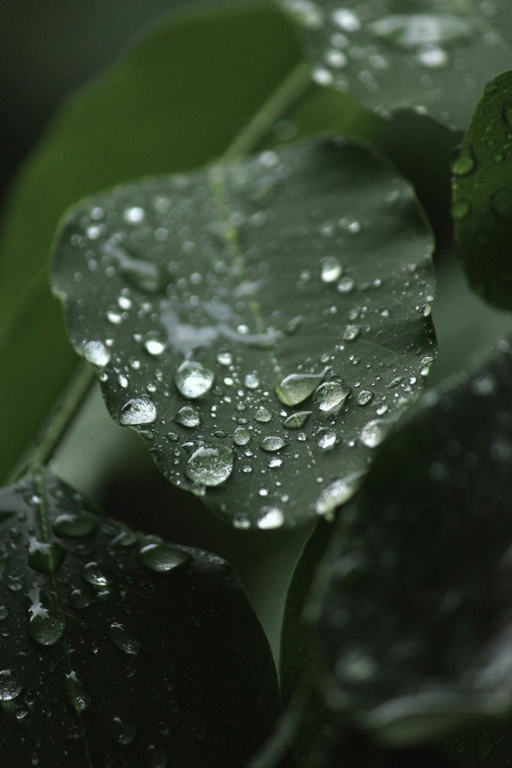 Leaves as food,medicine,shelter.etc.but for beauty...    ??